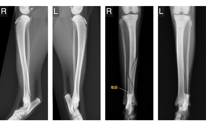 猫の整形外科疾患｜藤沢市辻堂の辻堂犬猫病院 | 藤沢市の辻堂犬猫病院