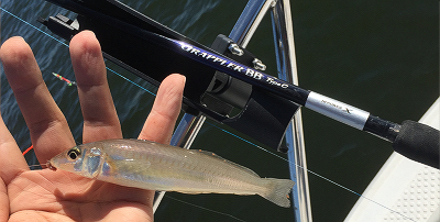 シマノのロッド「グラップラー BB タイプC S710ML」をインプレしてみる