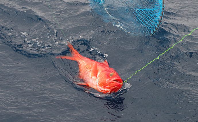 キンメダイ釣りの基本を確認しよう！【初島・伊豆諸島新島沖】 | TSURINEWS