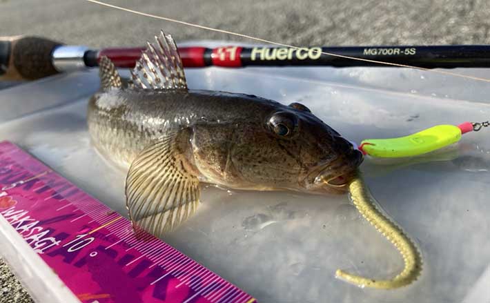 虫エサ苦手な方必見 味と匂いがついた「ワーム」で楽しむハゼ釣り