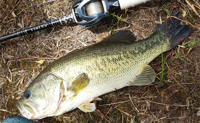 減水の池でのバスフィッシングで40cm本命キャッチ【三重】夏パターンで