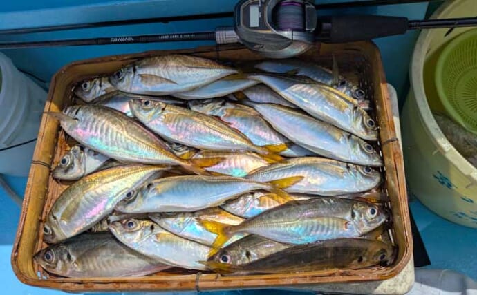 竿頭は76尾！」東京湾LTアジ船で30cmアジ＆マダイを連続キャッチ