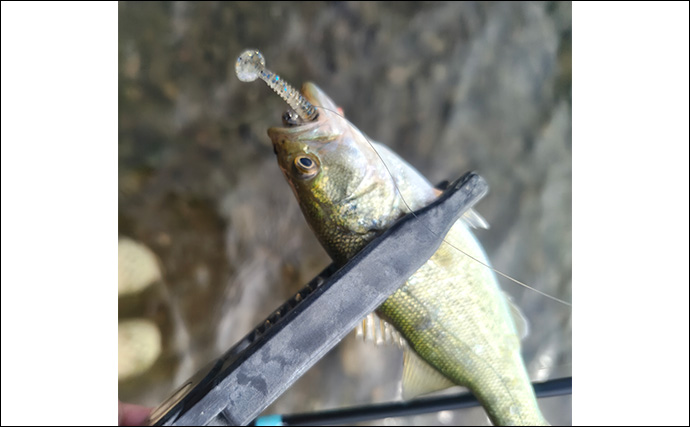 強風下でも琵琶バスが爆発！」湖東〜湖北エリアのバスフィッシングで数