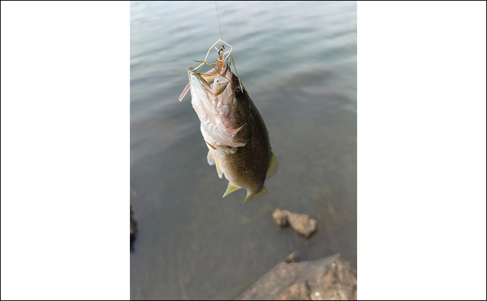 アジングワームがブラックバスに効果あり？」琵琶湖で小バス連発！長い