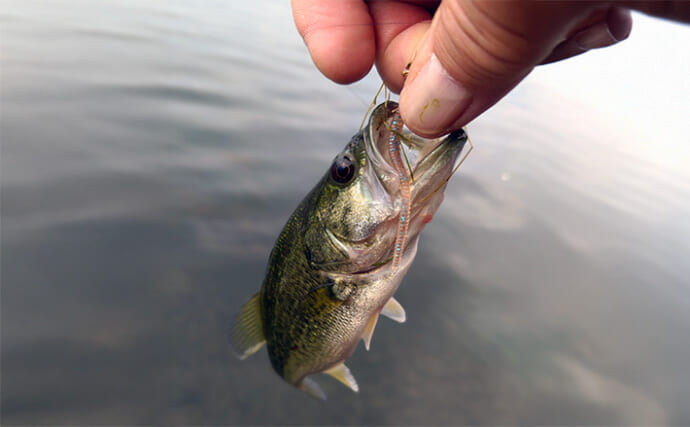 アジングワームがブラックバスに効果あり？」琵琶湖で小バス連発！長い