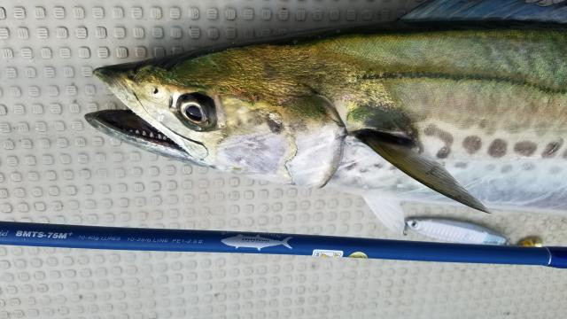 サワラキャスティングゲーム③in東京湾 PALMS10月発売の新製品 New