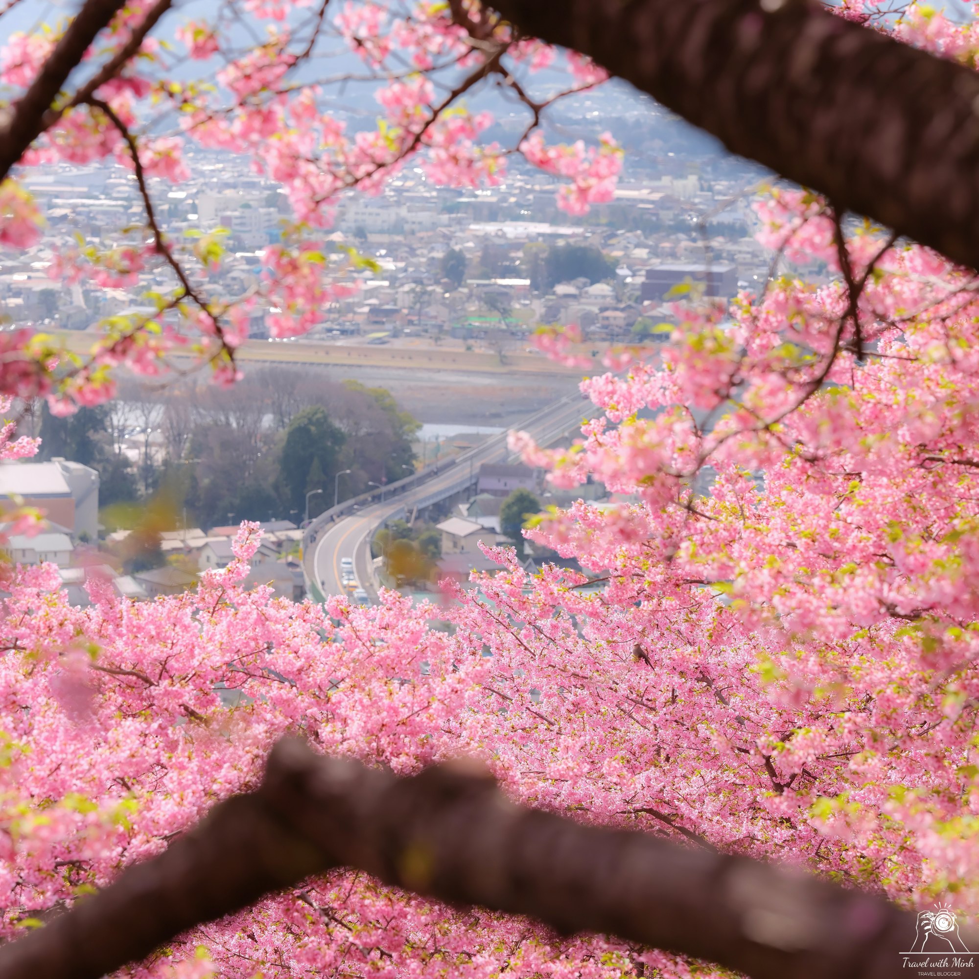 河津桜 – 松田の早咲きの桜 – ミンとの旅