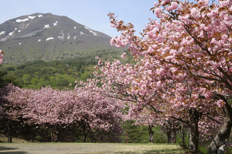 満開予想日は5月10日！昭和天皇にゆかりのある八重桜 – 日本各地域に