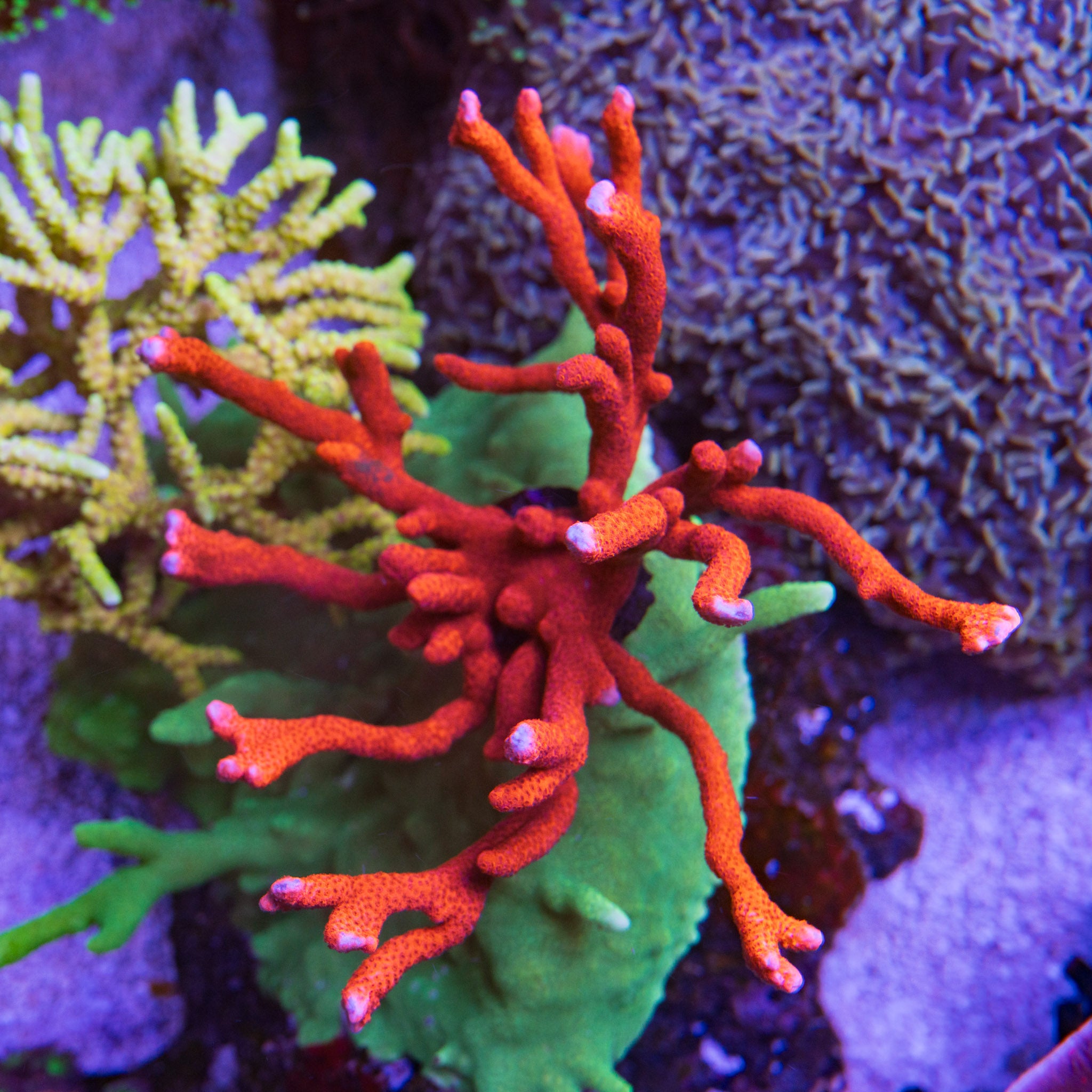 Beginner Corals – Treasure Corals