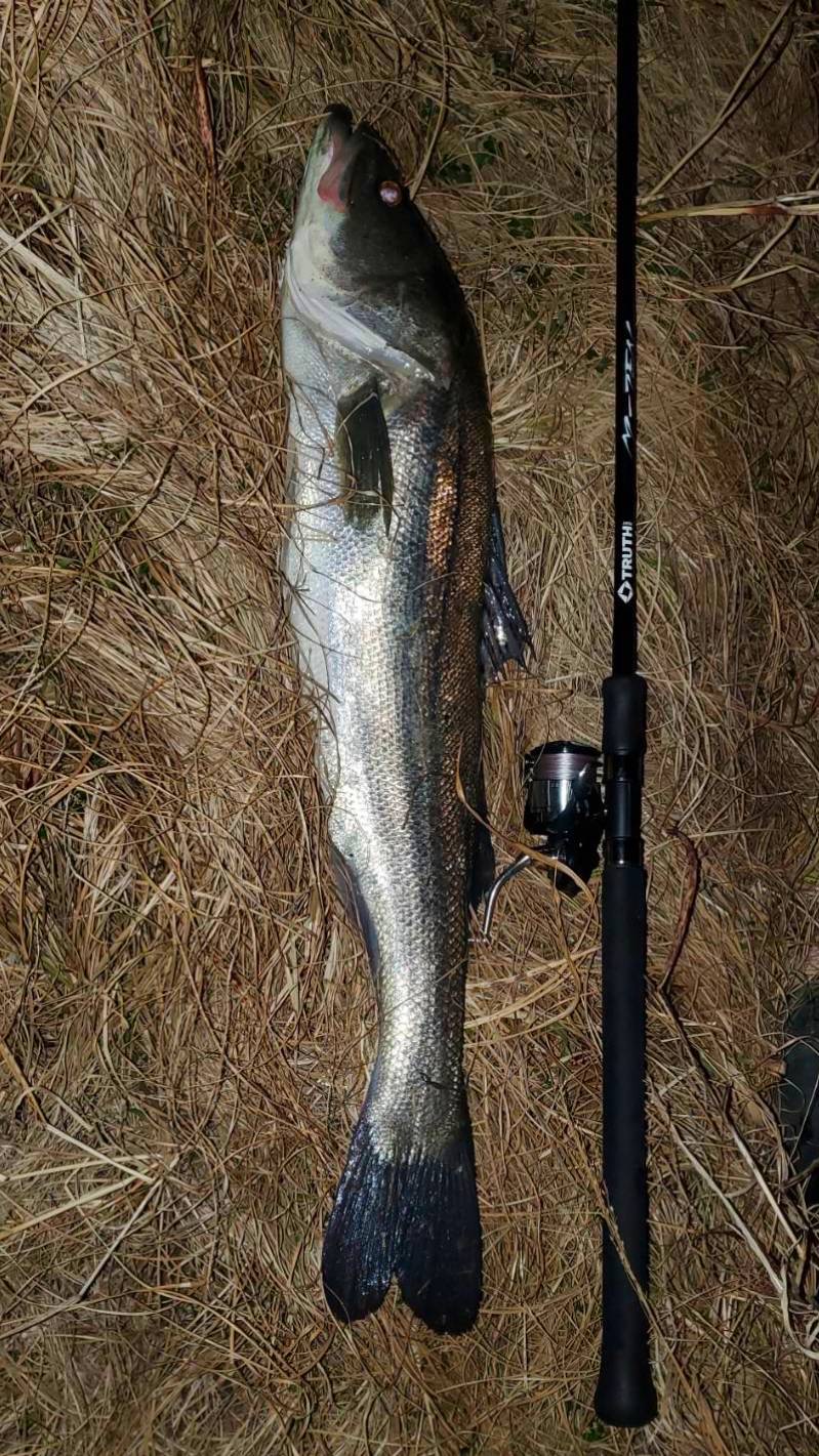 有明河川シーバス (Permission97SMH) | TRUTH JAPAN