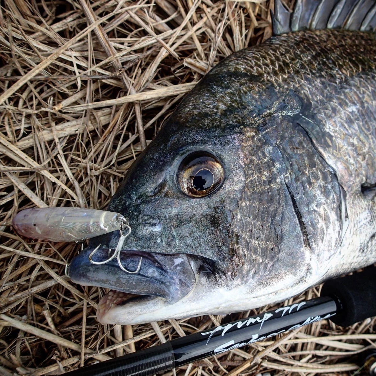 Trump711 S3 EDITION | TRUTH JAPAN