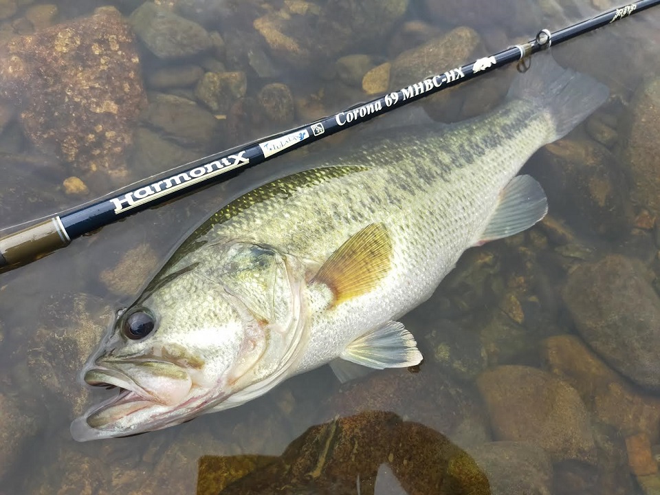 TULALA | Ford every stream | » 【STAFF】新製品 コローナ69MHBC-HX