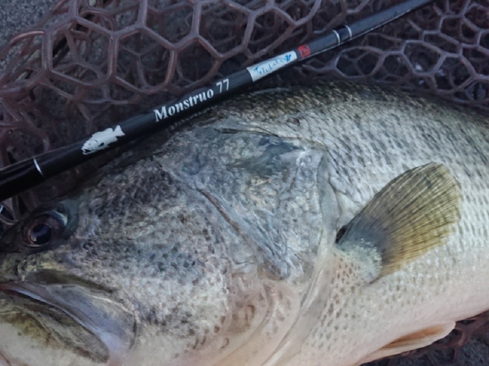 TULALA | Ford every stream | » 【公式】モンストロ “コンセプト