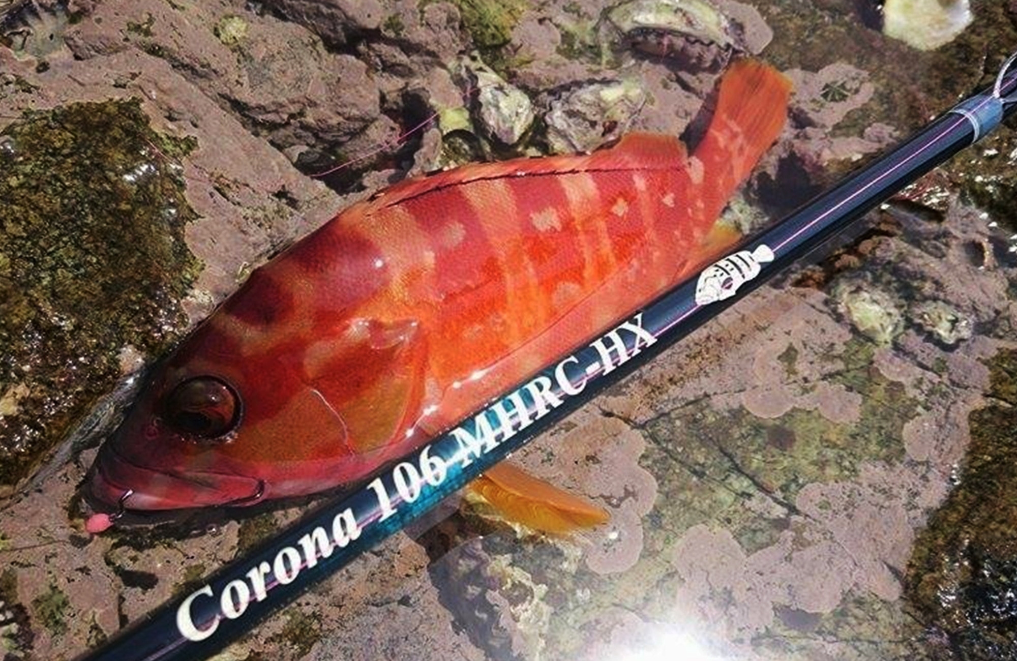 TULALA | Ford every stream | » Corona 106 MHRC-HX