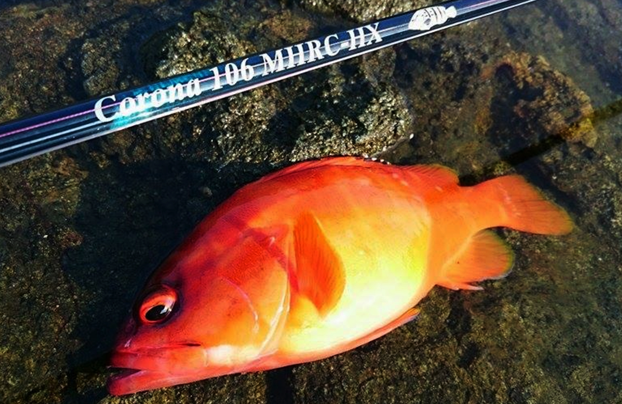 TULALA | Ford every stream | » Corona 106 MHRC-HX