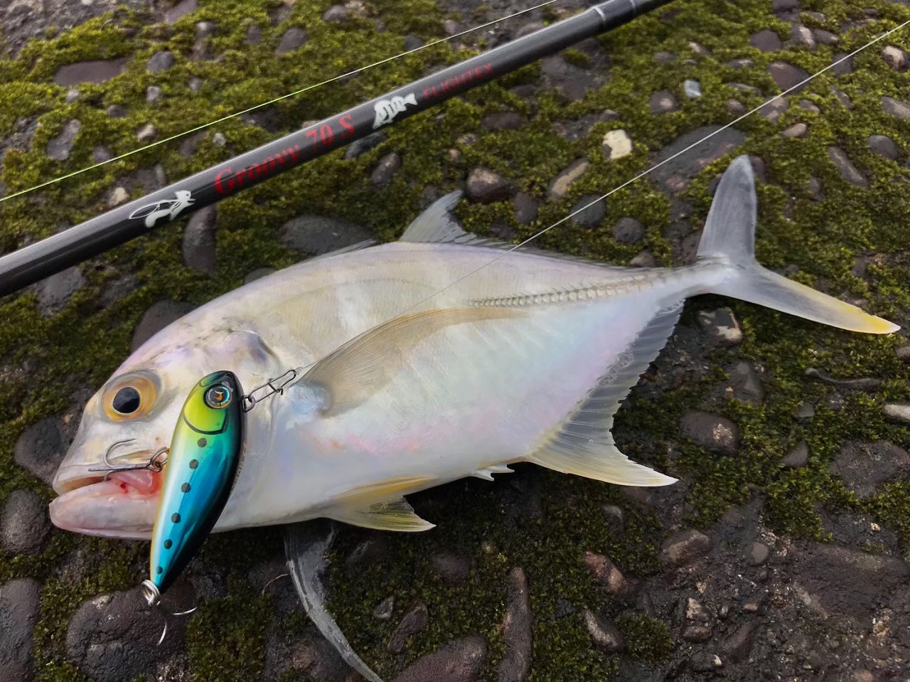 TULALA | Ford every stream | » Flightex Groovy 70S