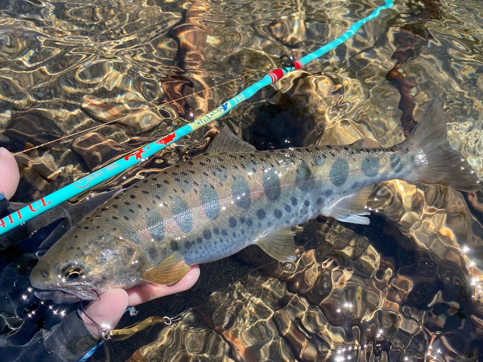 TULALA | Ford every stream | » Clerus 411 UL