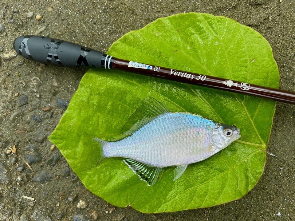 TULALA | Ford every stream | » 【公式】タナゴ&スモールターゲット