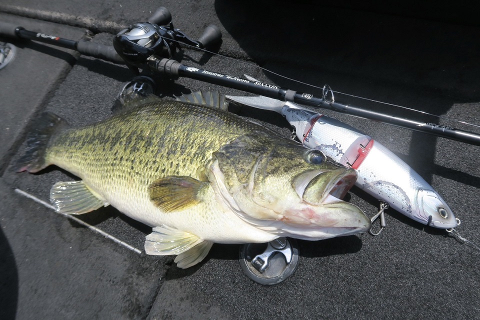 TULALA | Ford every stream | » 【STAFF】スタッフ釣行レポート