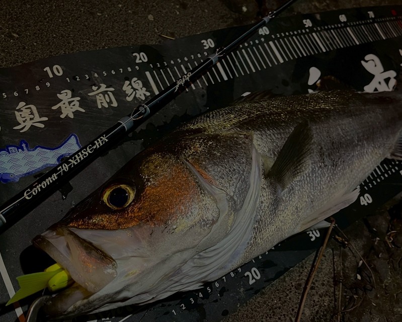 TULALA | Ford every stream | » Product_Category » Staccato / Corona