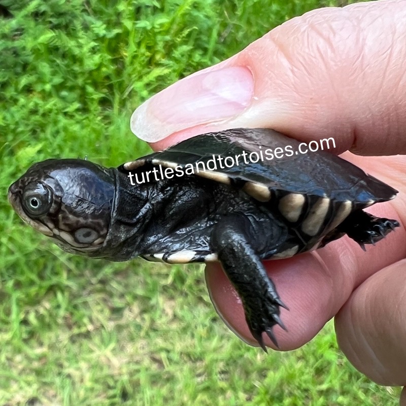 Black Bellied Mud Turtles (Pelusios chapini) CB 2023 Imperfect