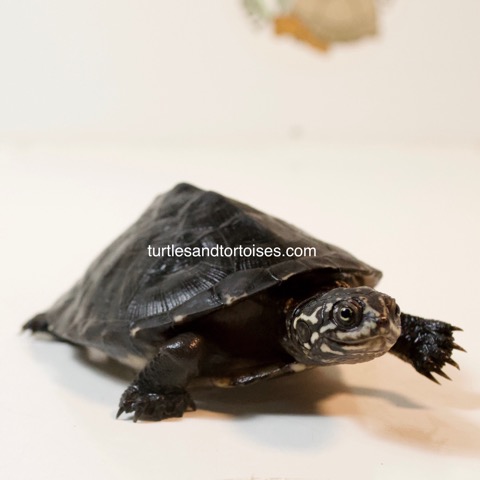 African Keeled Mud Turtle (Pelusios carinatus) CB 2016 – Turtles