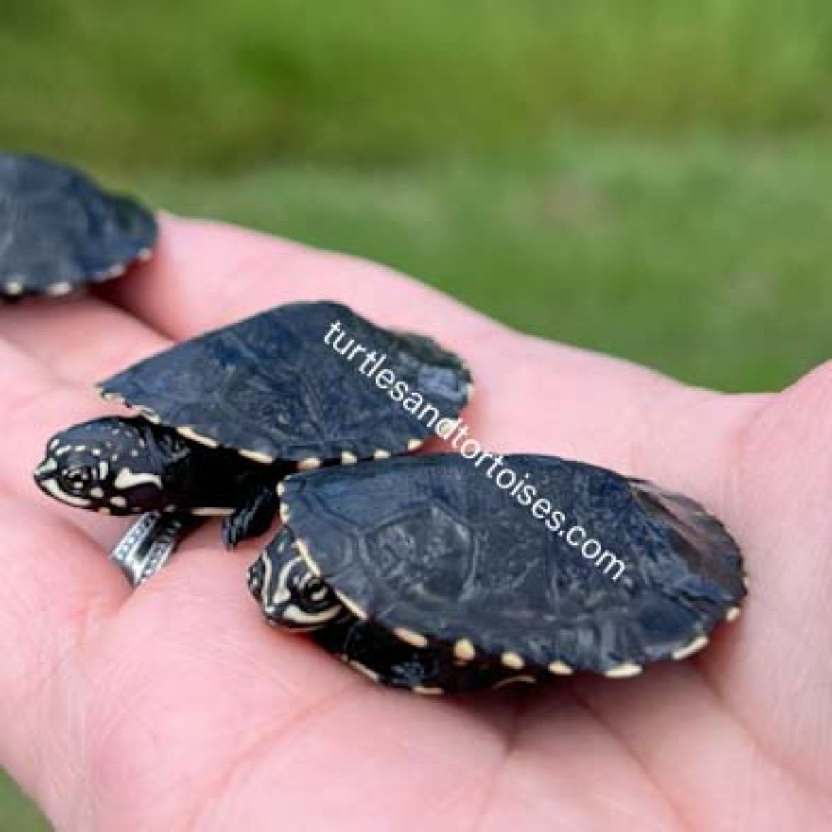 African Keeled Mud Turtle (Pelusios carinatus) CB 2024 – Turtles