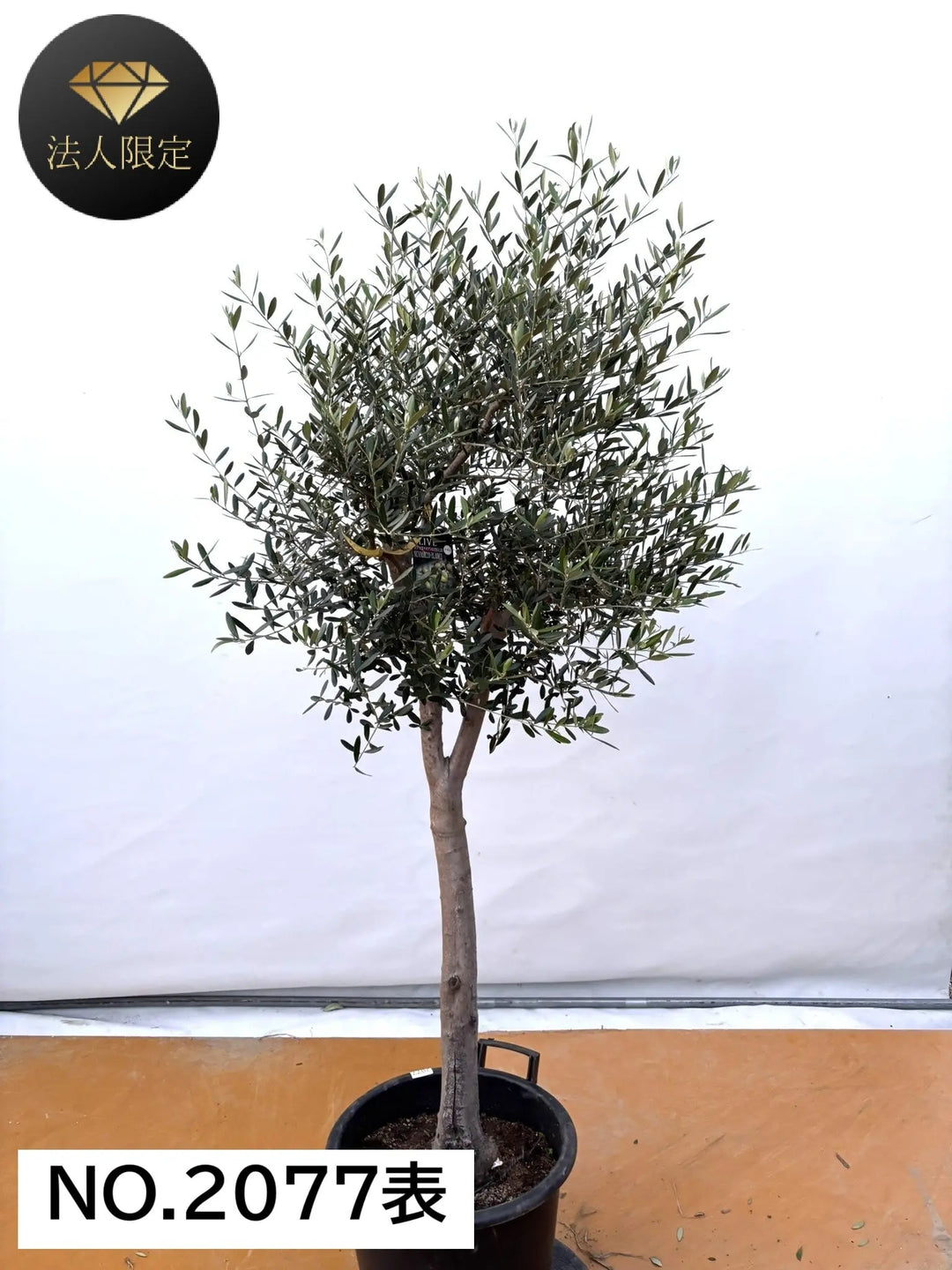 存在感のある大型サイズ - 株式会社鶴亀園