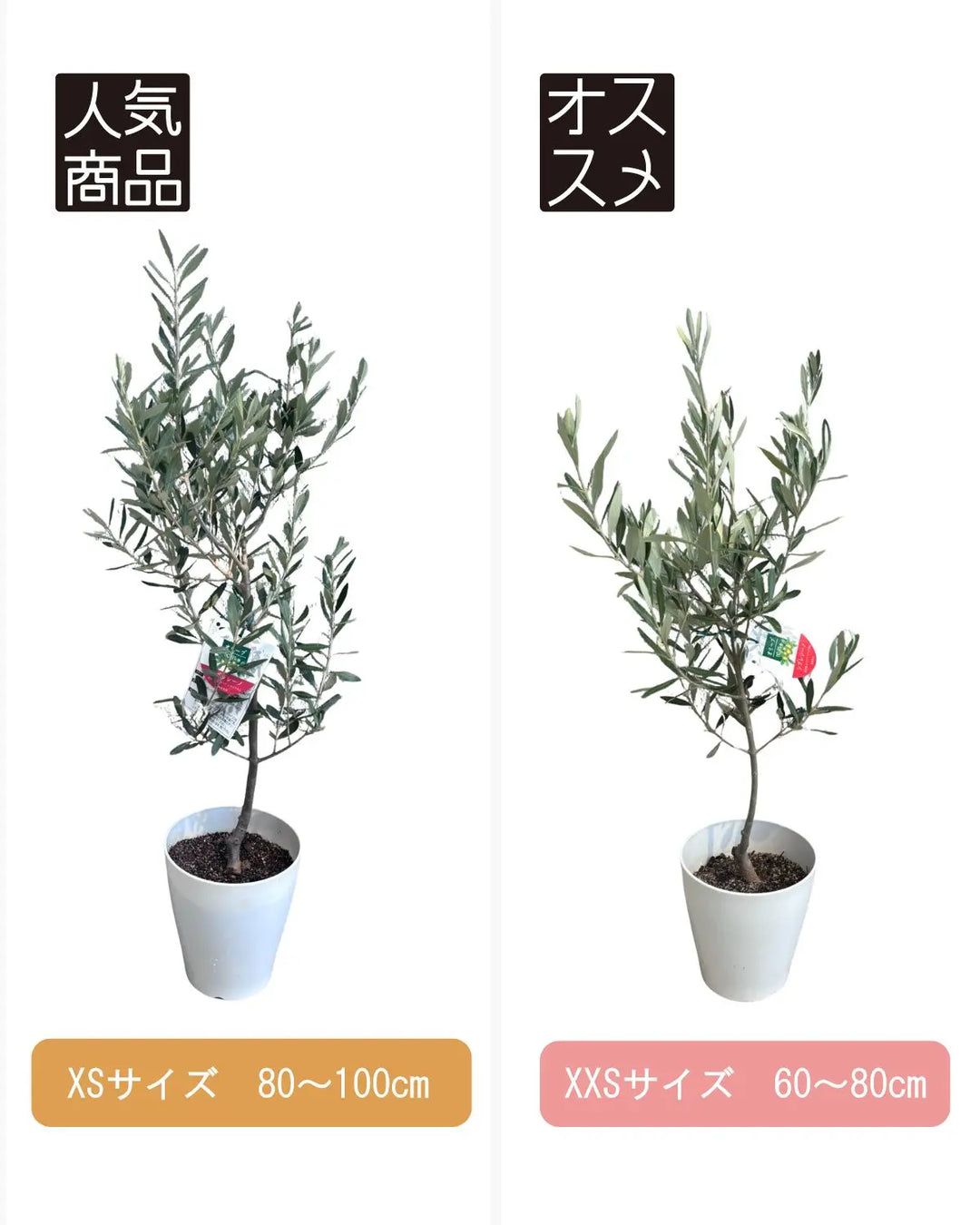 オリーブの木（全商品）｜写真の木をそのままお届け［現品販売］｜鶴亀
