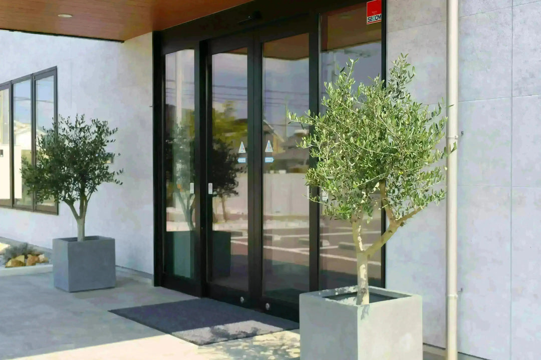 法人限定】ルッカ（オリーブの木）｜XL｜NO.1863｜約200cm｜人気・寒冷