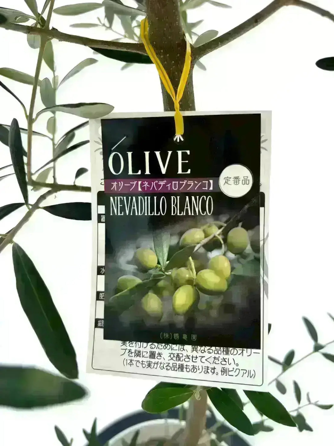 NEW【法人限定】ルッカ（オリーブの木）｜XLサイズ｜NO.2078｜約210cm