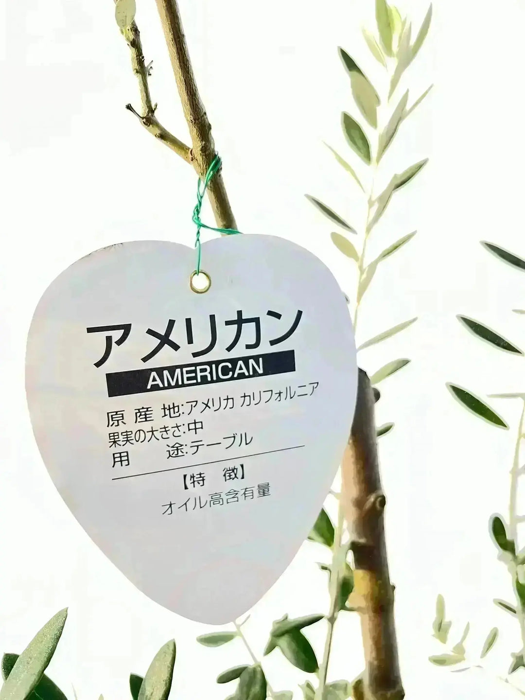 アメリカン Mサイズ 約120cm NO.10488 オリーブの木 希少品種 - 株式