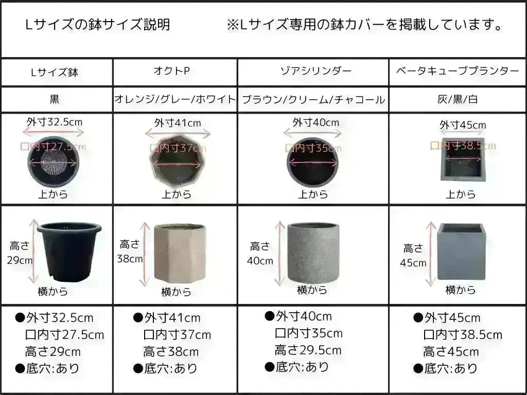 希少・柳型】マウリィーノ（オリーブの木）〈シンボル向き〉｜120cm｜M