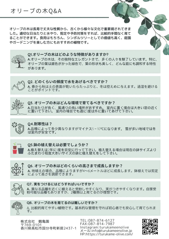 ワッガベルダル XSサイズ 約80cm NO.10166 オリーブの木 - 株式会社鶴亀園