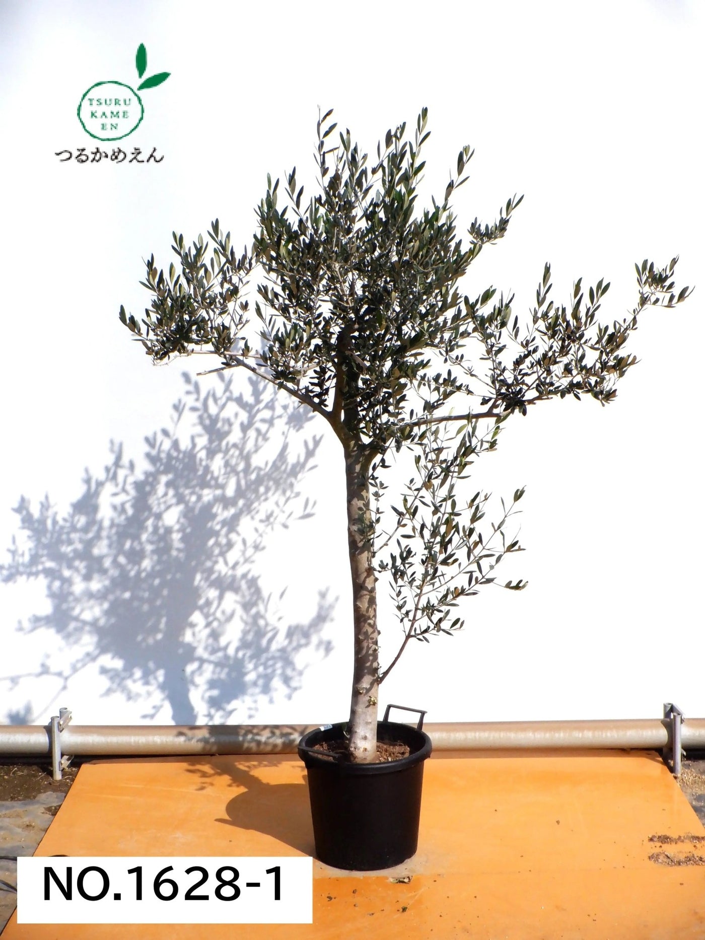 寒さに強い・開帳型】アスコラーナ（オリーブの木）〈大型商品