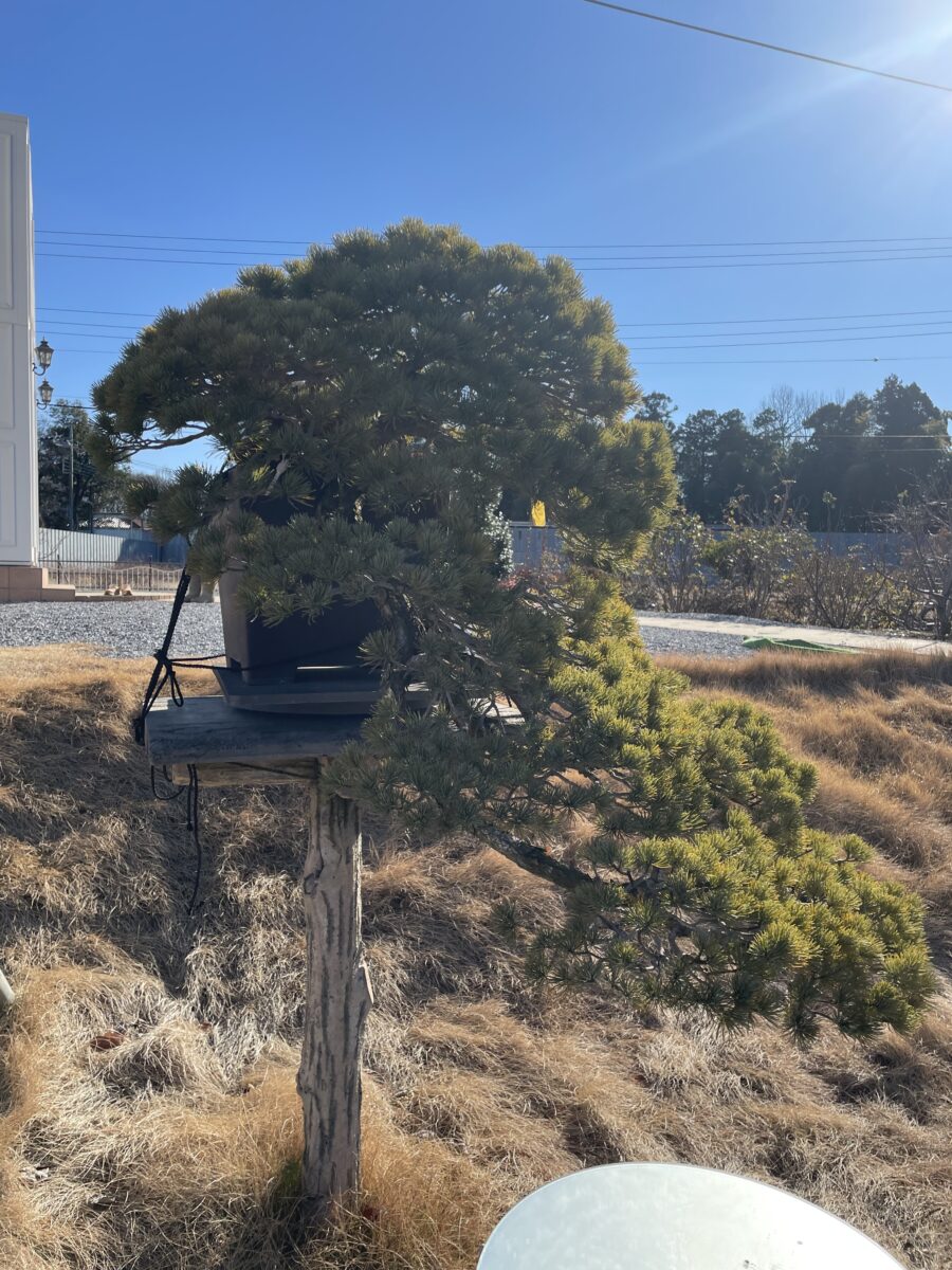 盆栽輸出販売 松柏雑木・皐月盆栽 ｜ 宇賀屋ガーデン