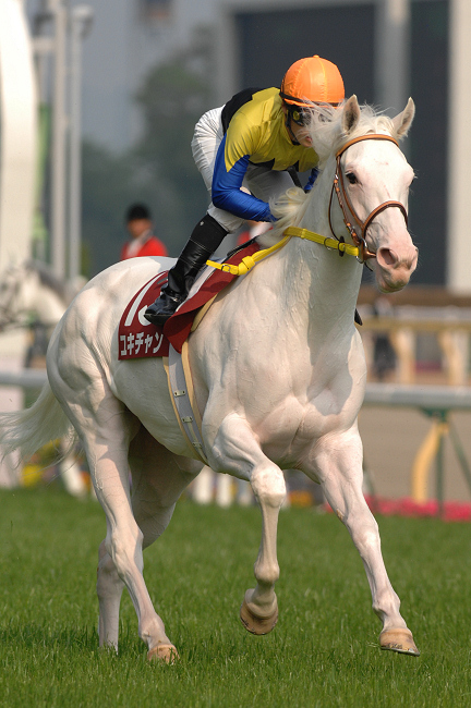 白雪の女王ユキチャン 伝説の関東オークス8馬身差圧勝 | ウマフリ