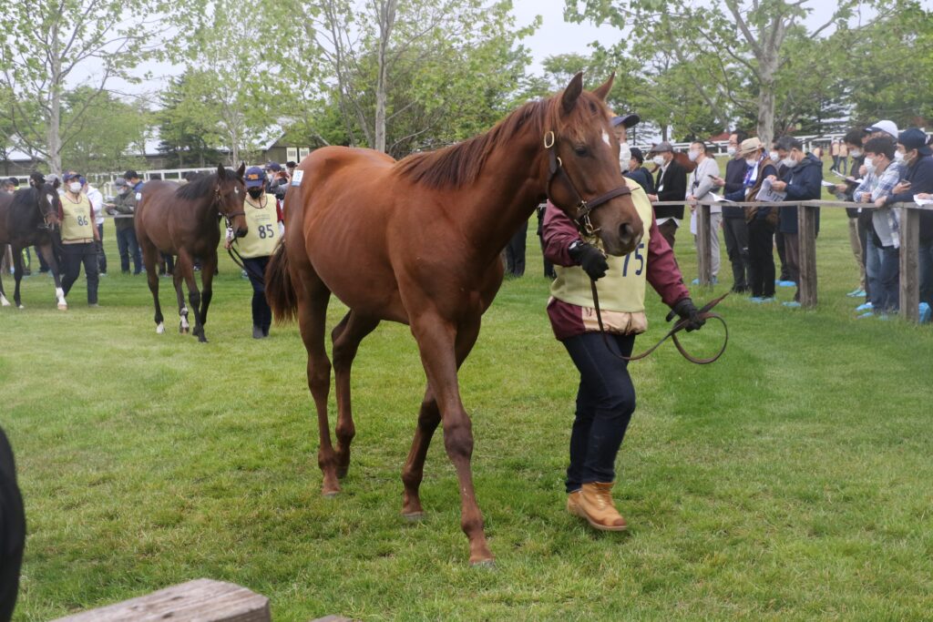 満開の桜のもとで開催された2004年・桜花賞。名門が送り出した良血牝馬