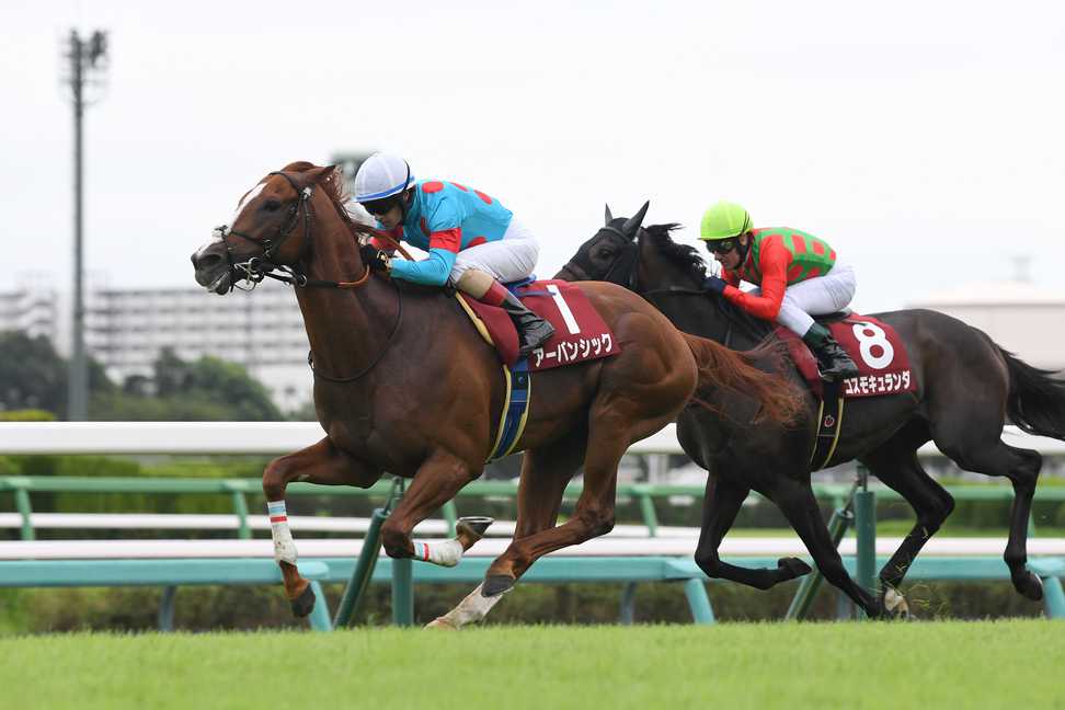 セントライト記念Vのアーバンシックは菊花賞へ｜競馬ニュース｜競馬