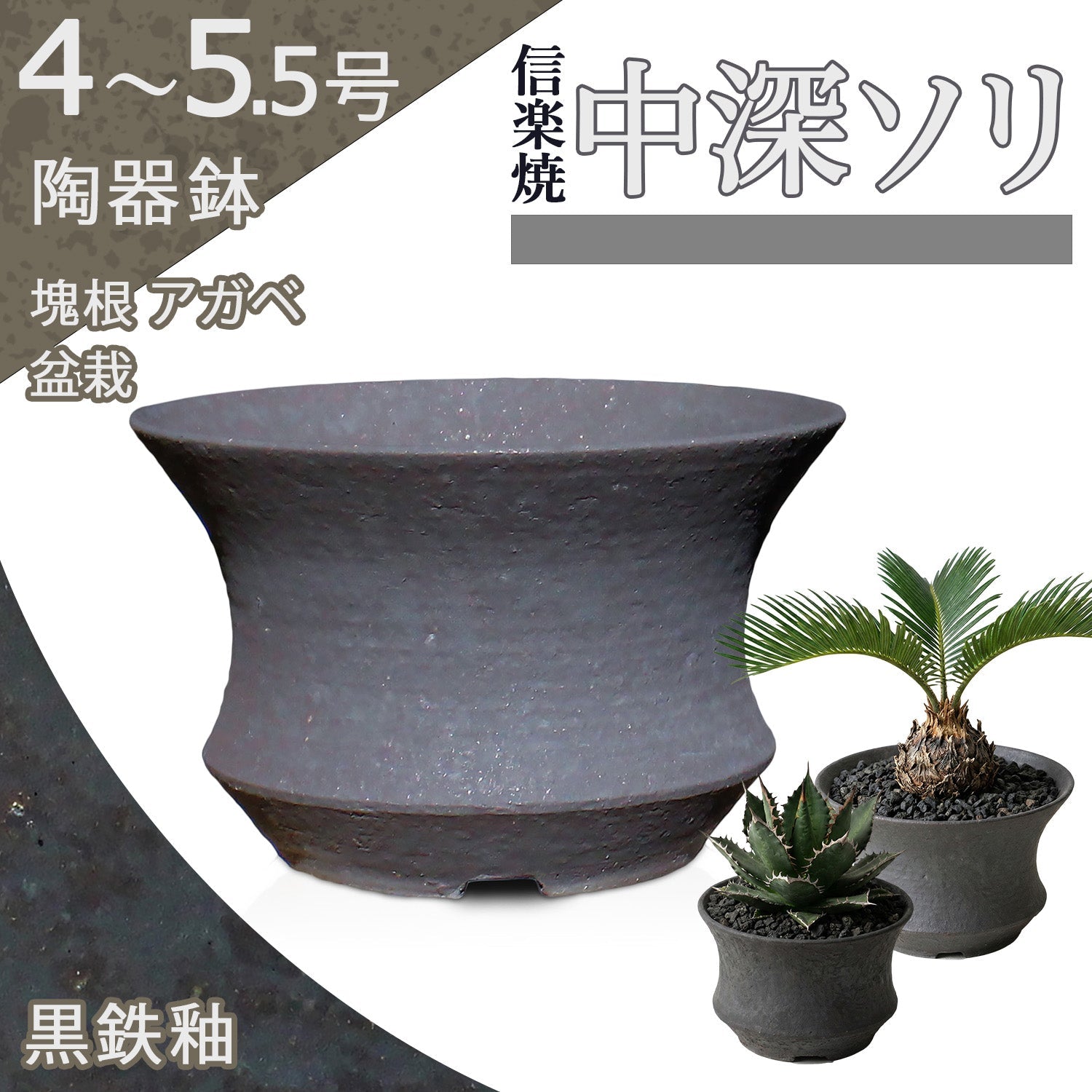 hachi – うめきち盆栽用品店