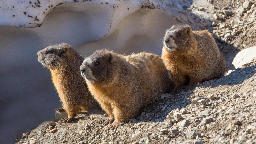 Book Excerpt: The Social Safety Net of Colorado's Marmots