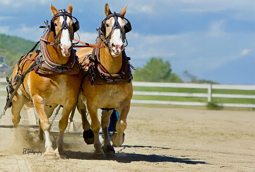 Town of Union Vale 2025 Horse Pull - Town Of Union Vale, New York