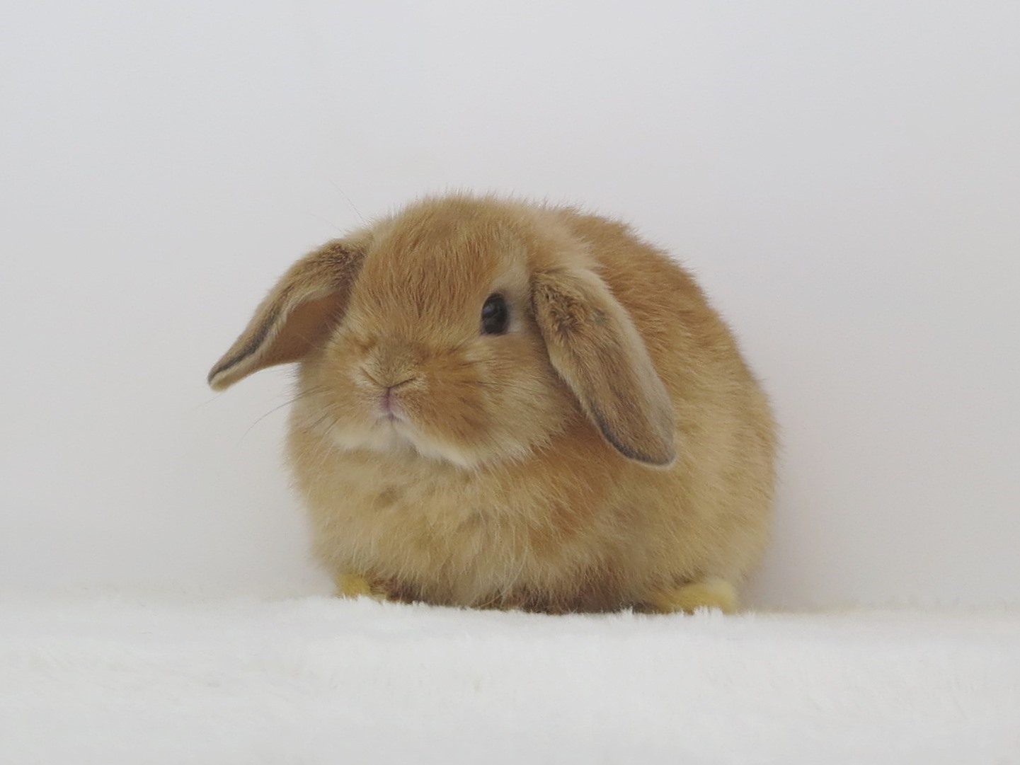 HLオレンジ9/30♀(4AA) - 九州うさぎCLUB | 福岡市東区のネザーランド