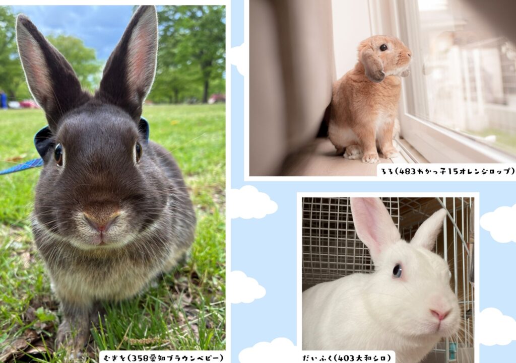 ふじみ野うさぎカレンダー 2026が完成しました – ふじみ野うさぎハウス