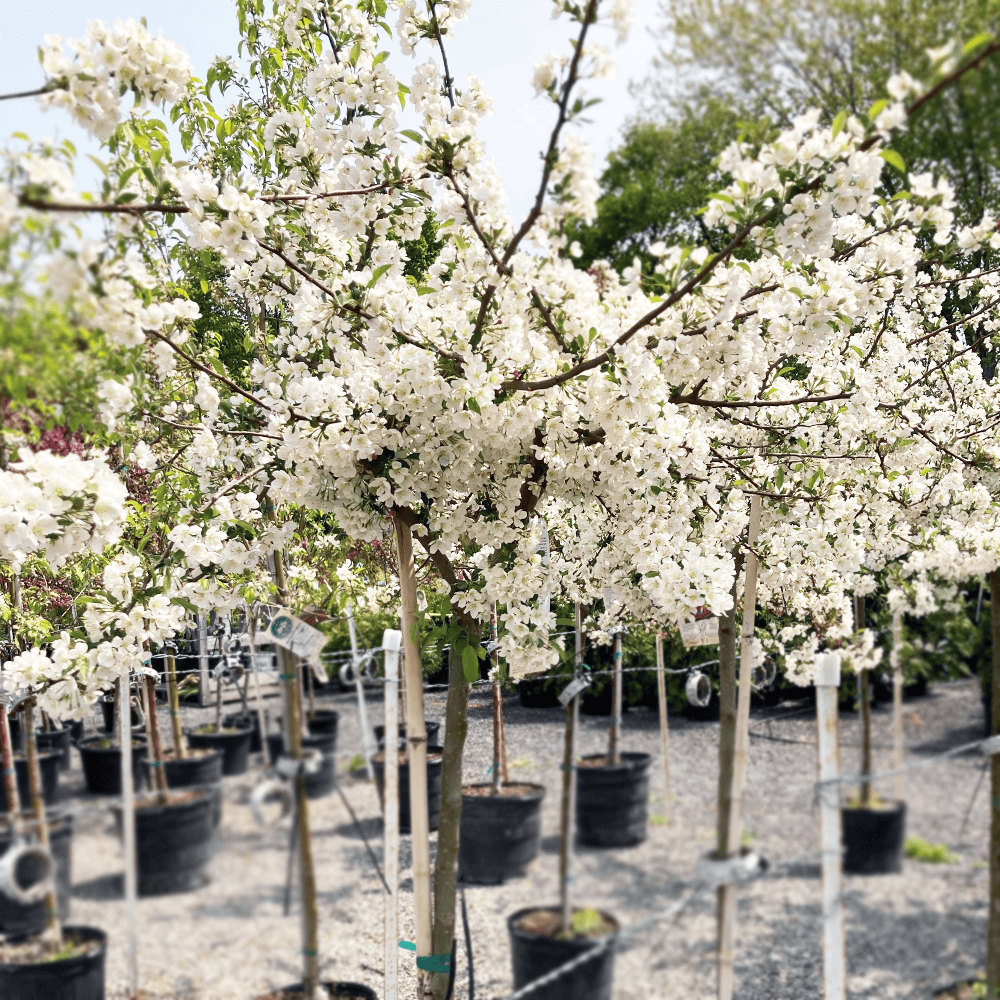 Crabapple - Sargentina - 7 gallon pot | Van Putte Gardens