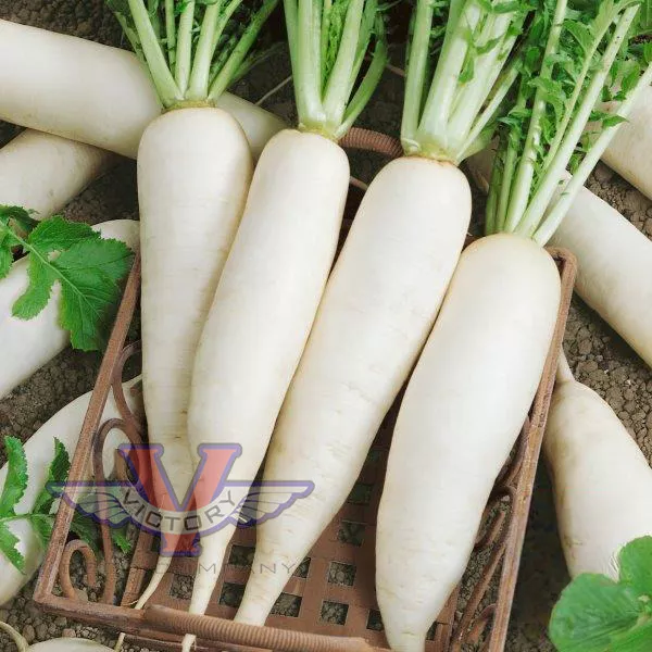 Daikon Radish - Victory Seed Company