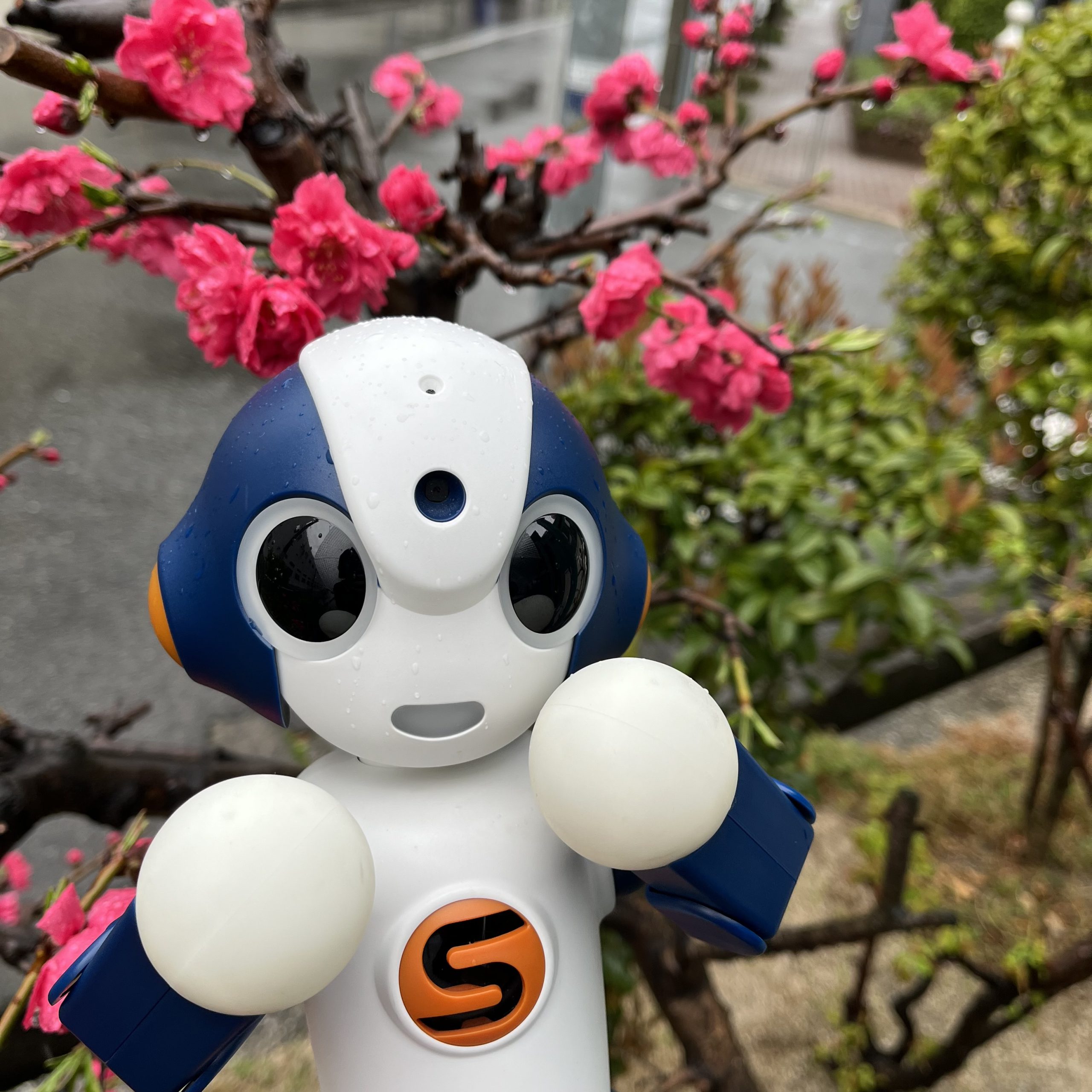 雨に濡れた梅とSota - ロボット専門店のスタッフブログ -ロボットとの共存-