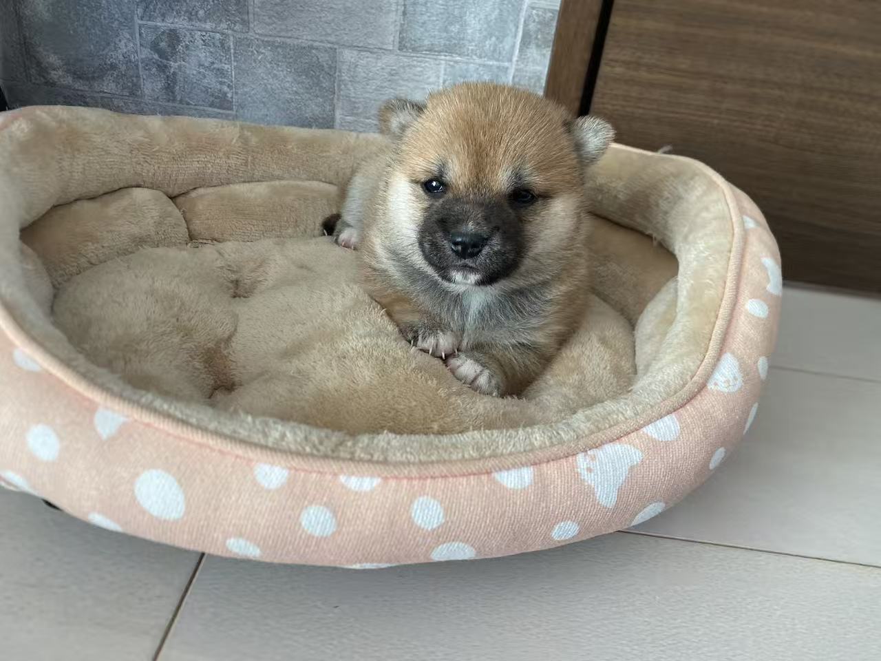 豆柴|わんにゃんラブブリーダー 仔犬版