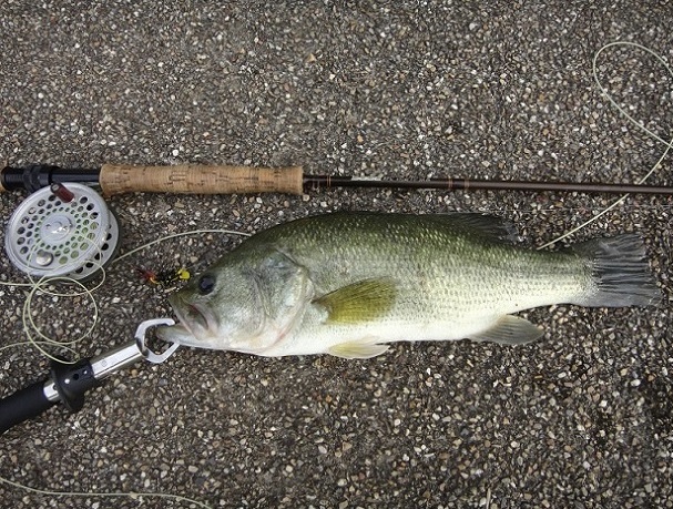 フライフィッシングでバスを釣るためのタックル・装備紹介[フラデバ特集]