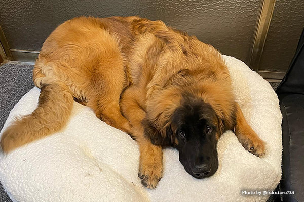 レオンベルガーの性格や寿命、子犬、里親、値段から飼い方｜レオン